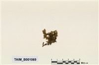 藏品(矮平苔)的圖片